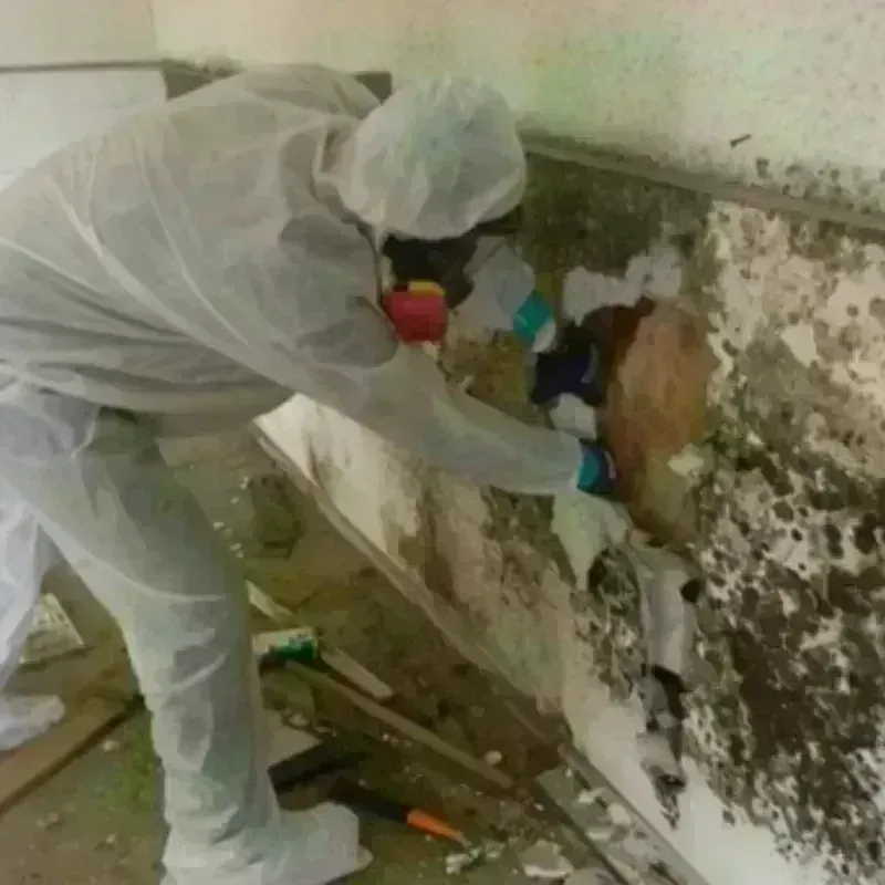 Best Mold Remediation and Removal Service in Bawcomville, LA